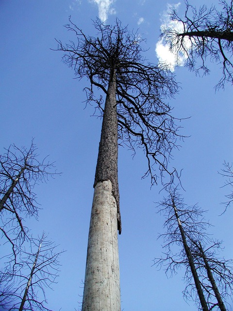 A Faint Melody in the Burning&nbsp;Timber