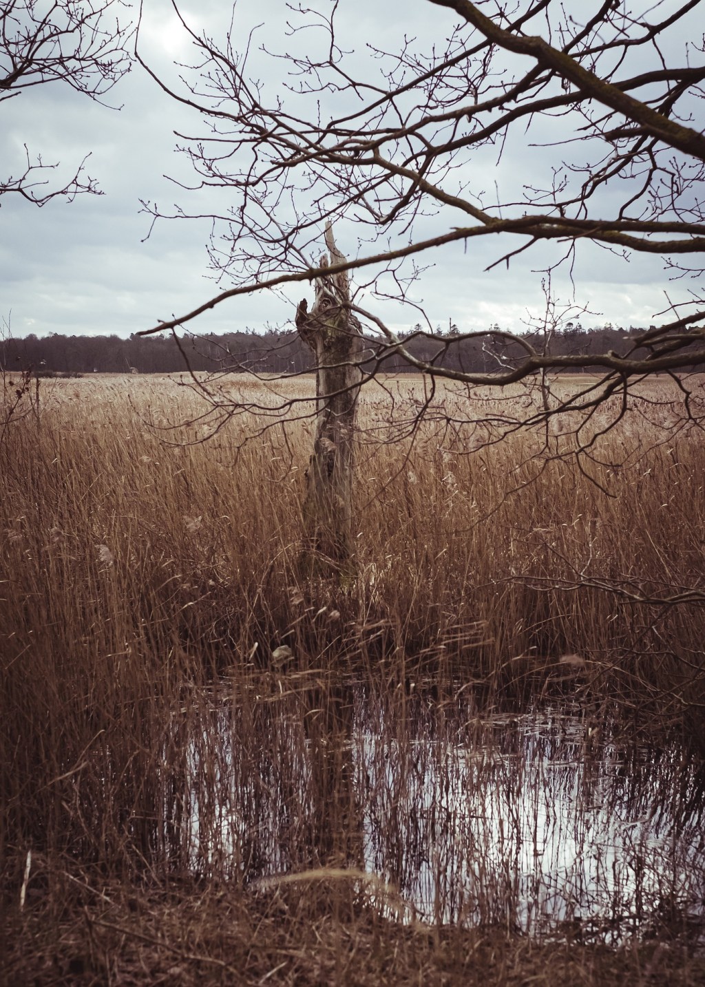 Fall in the Graveyard&nbsp;Mire