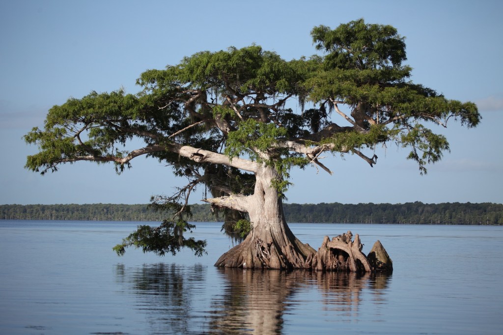 To an Island’s Blossoming&nbsp;Defiance