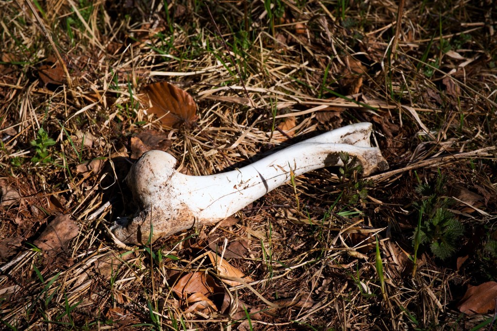 Goliath’s Ivory Maze