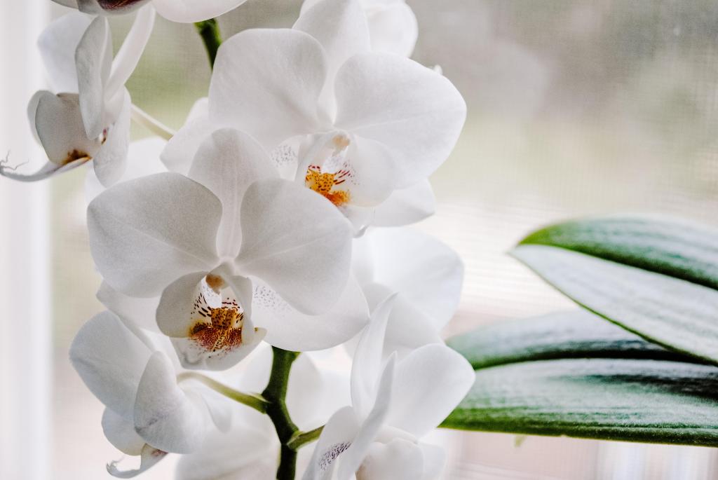 Fireflies in the&nbsp;Orchids